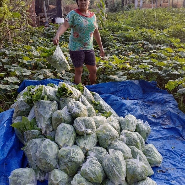 Produção da reforma agrária — Rondônia (Amazônica)