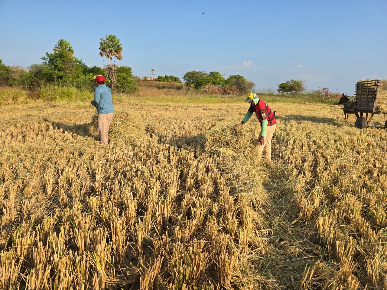 Produção da reforma agrária — Piaui (Nordeste)