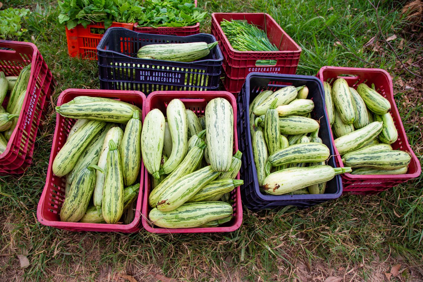 Produção da reforma agrária — Paraná (Sul)