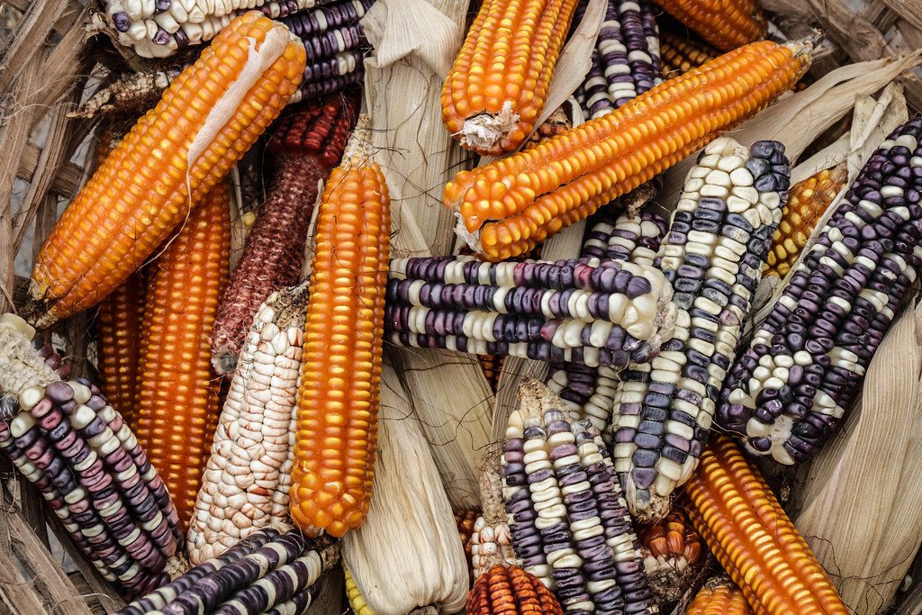 Espigas de milho criativo produzidas por cooperativas da reforma agrária