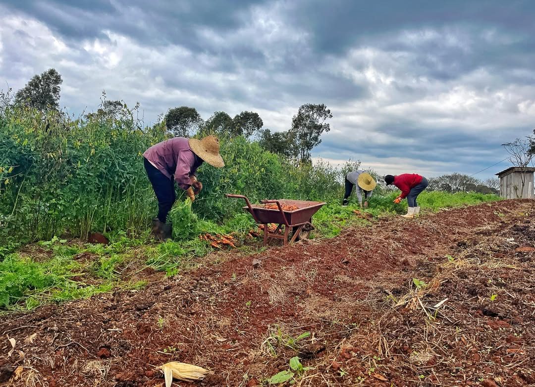 Produção da reforma agrária — Santa Catarina (Sul)